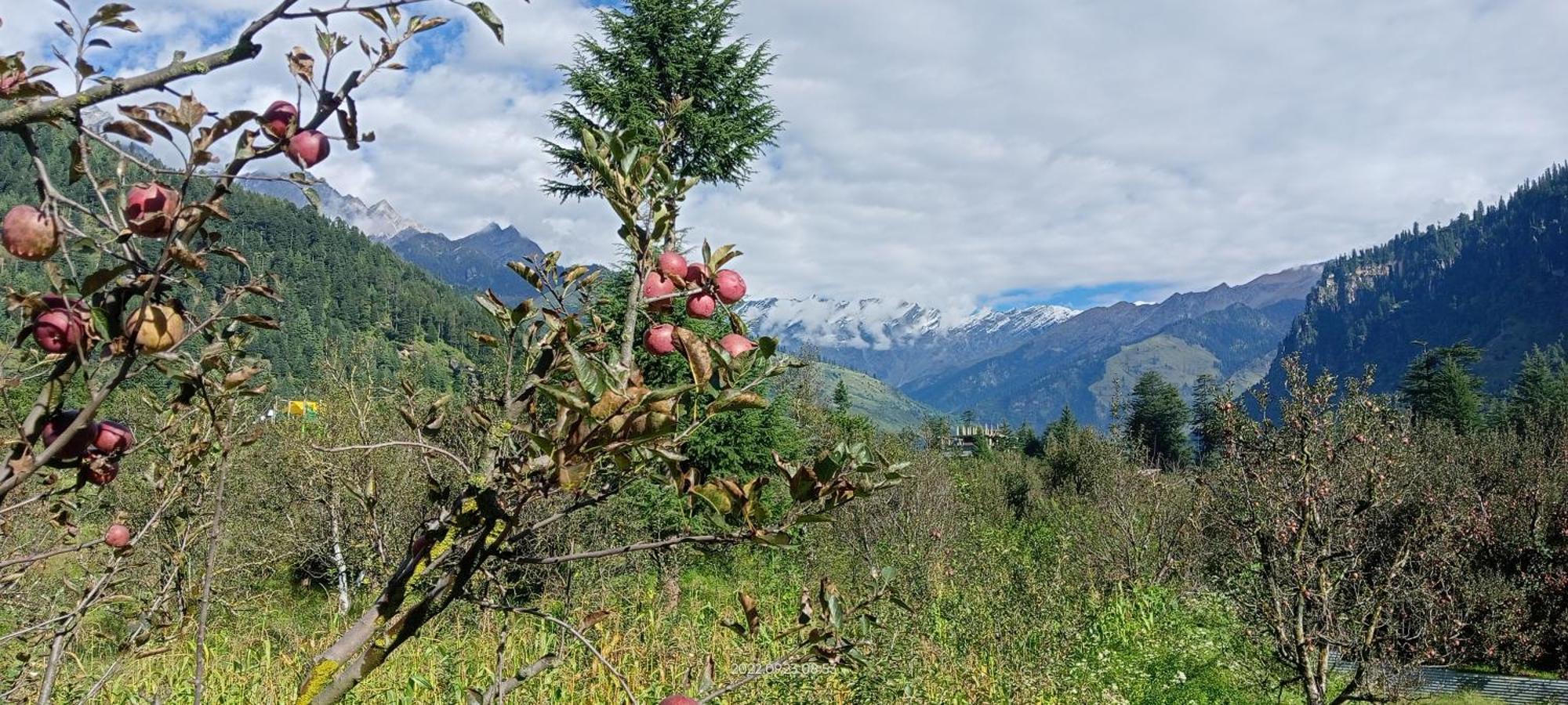 Hotel Apple Flower Manāli エクステリア 写真